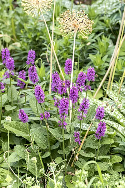 638354 - Common betony (Stachys monnieri 'Hummelo')