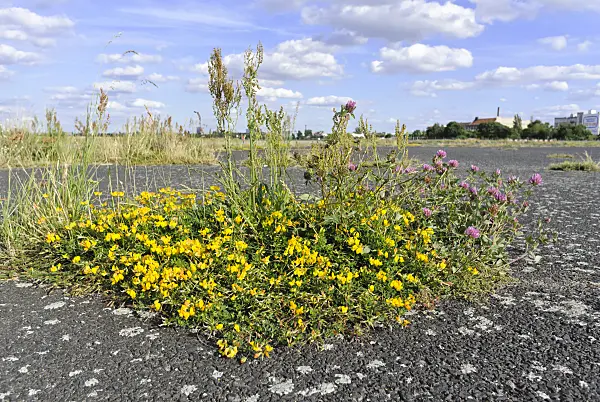 534127 - Common bird's-foot-trefoil (Lotus corniculatus), red clover (Trifolium pratense) and sour dock (Rumex acetosa) at former Berlin Tempelhof Airport, Tempelhofer Freiheit, Berlin, Germany