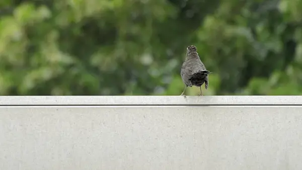 510116 - Common blackbird (Turdus merula) on roof