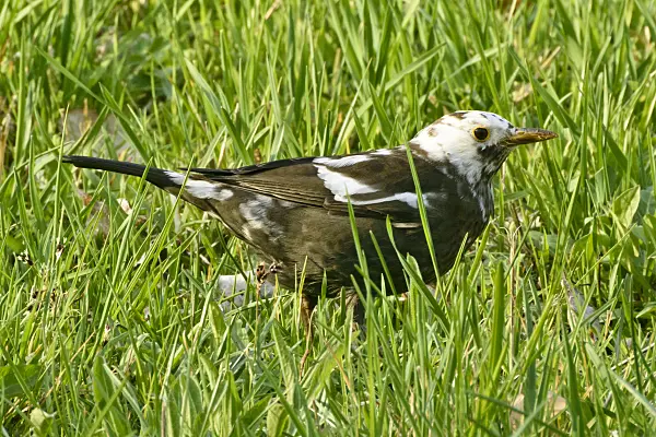 555015 - Common blackbird (Turdus merula) with leucism