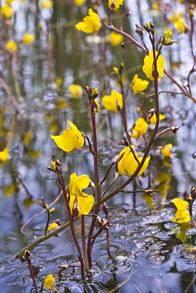 608142 - Common bladderwort (Utricularia vulgaris)