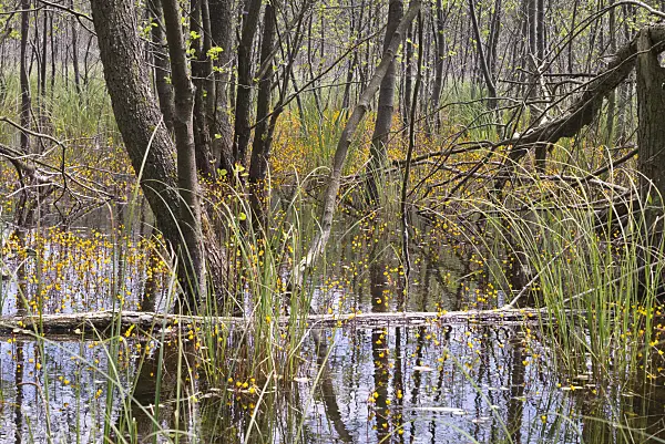 608143 - Common bladderwort (Utricularia vulgaris) in an alder forest