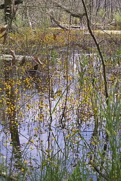 608144 - Common bladderwort (Utricularia vulgaris) in an alder forest