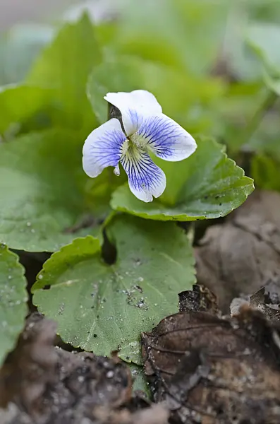 507056 - Common blue violet (Viola sororia)