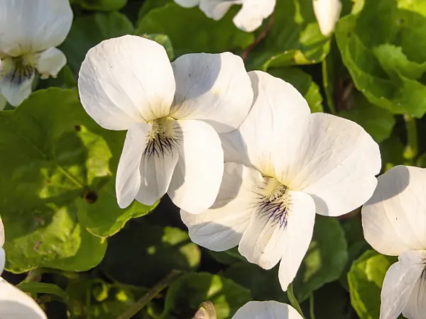 437178 - Common blue violet (Viola sororia 'Alba')