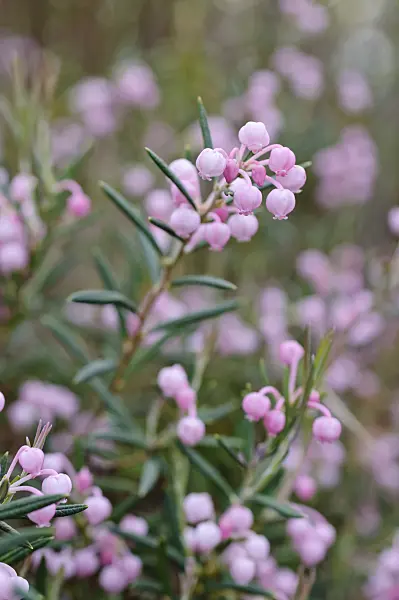 483362 - Common bog rosemary (Andromeda polifolia)