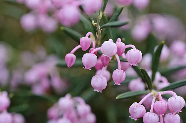 483363 - Common bog rosemary (Andromeda polifolia)
