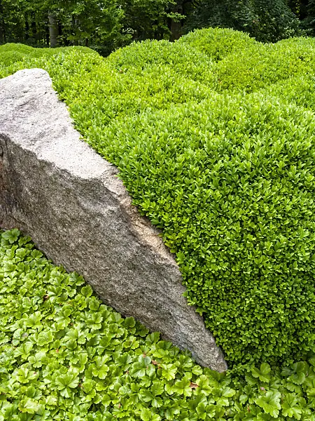 426147 - Common boxwood (Buxus sempervirens)