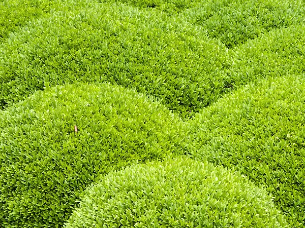 426148 - Common boxwood (Buxus sempervirens)