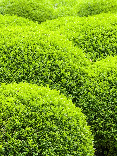426149 - Common boxwood (Buxus sempervirens)