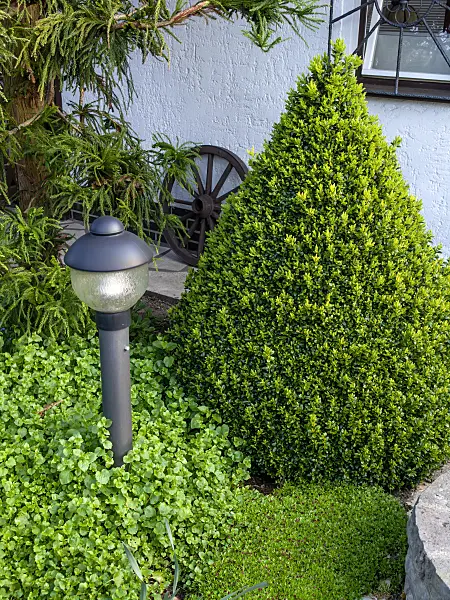 459080 - Common boxwood (Buxus sempervirens)