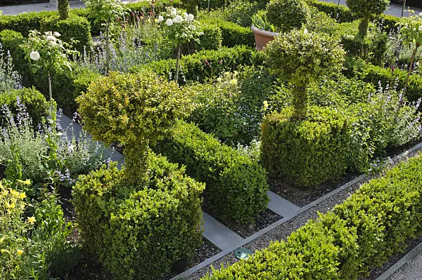 472385 - Common boxwood (Buxus sempervirens)