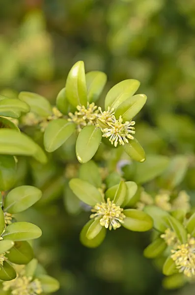 519059 - Common boxwood (Buxus sempervirens)