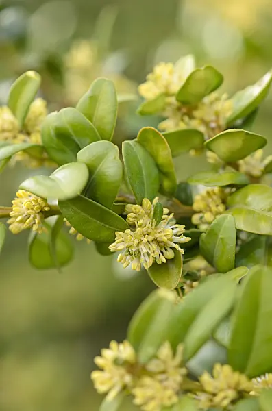 519060 - Common boxwood (Buxus sempervirens)