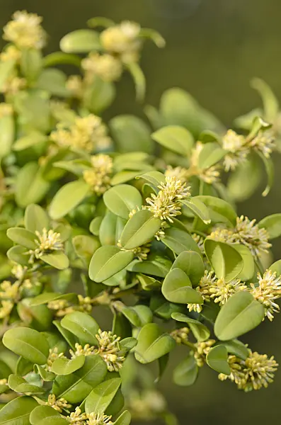 519061 - Common boxwood (Buxus sempervirens)