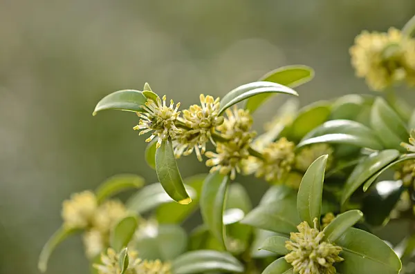 519062 - Common boxwood (Buxus sempervirens)