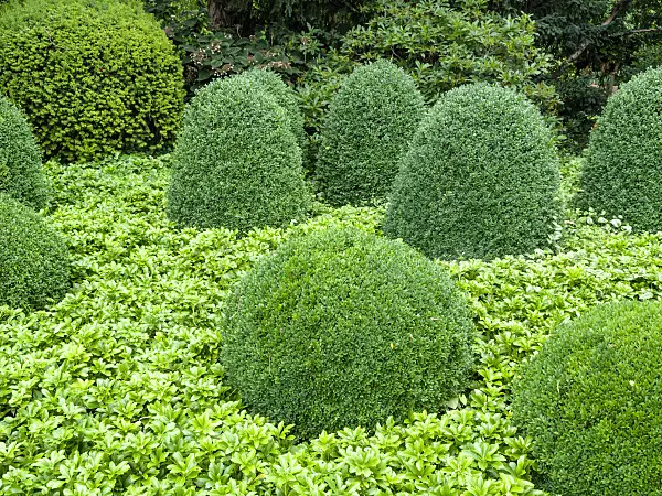 462147 - Common boxwood (Buxus sempervirens) and Japanese spurge (Pachysandra terminalis)