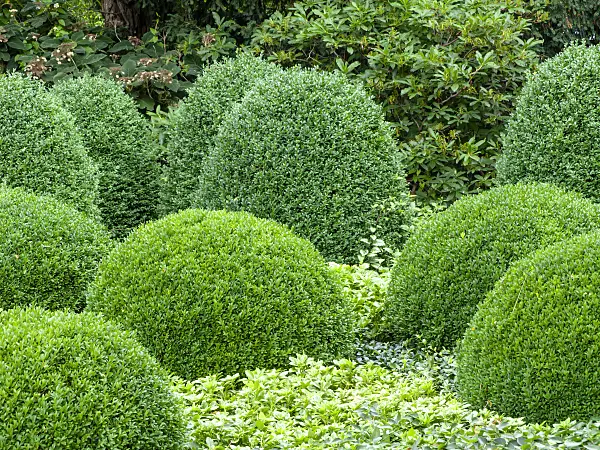 462148 - Common boxwood (Buxus sempervirens) and Japanese spurge (Pachysandra terminalis)