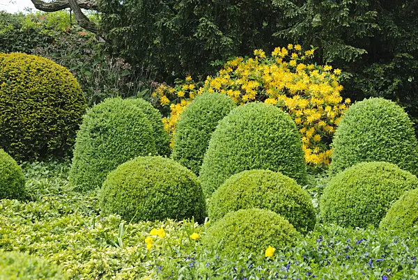488162 - Common boxwood (Buxus sempervirens) and Pontic azalea (Rhododendron luteum)