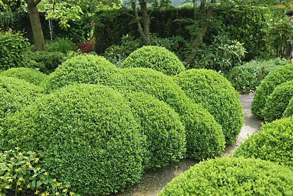 502125 - Common boxwood (Buxus sempervirens 'Arborescens')