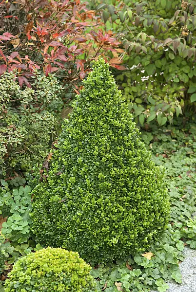 502126 - Common boxwood (Buxus sempervirens 'Arborescens')
