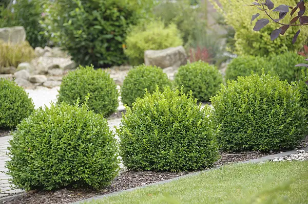 535266 - Common boxwood (Buxus sempervirens 'Arborescens')