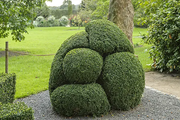 558040 - Common boxwood (Buxus sempervirens 'Arborescens')