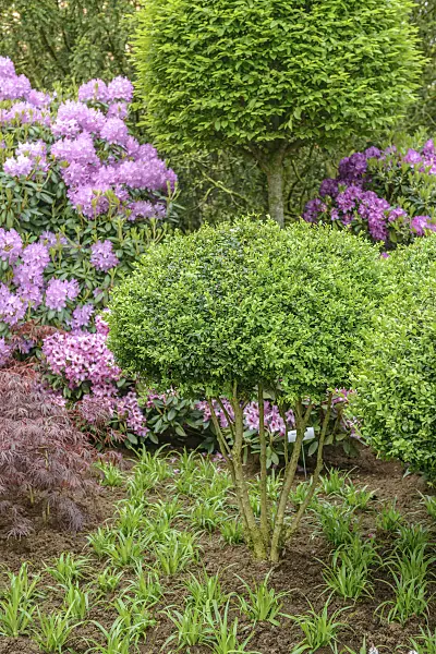 558042 - Common boxwood (Buxus sempervirens 'Arborescens')