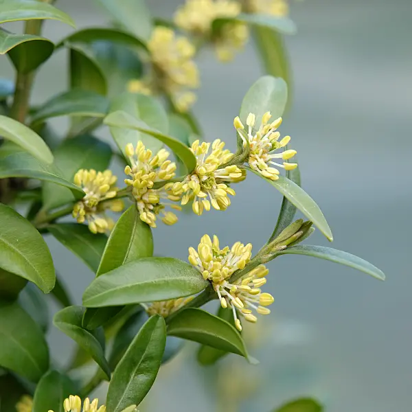 616172 - Common boxwood (Buxus sempervirens 'Arborescens')
