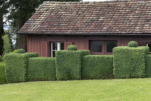 651129 - Common boxwood (Buxus sempervirens 'Arborescens')
