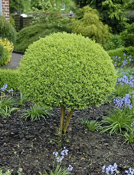 471368 - Common boxwood (Buxus sempervirens 'Arborescens') with spherical shape