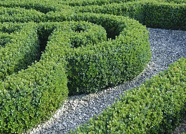 471366 - Common boxwood (Buxus sempervirens 'Blauer Heinz')