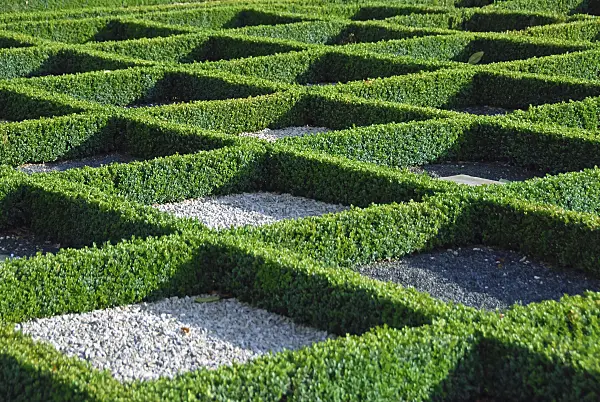 471367 - Common boxwood (Buxus sempervirens 'Blauer Heinz')