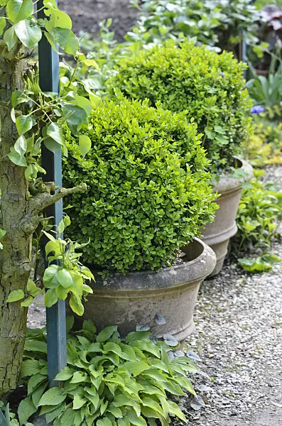 533231 - Common boxwood (Buxus sempervirens) in flower tubs
