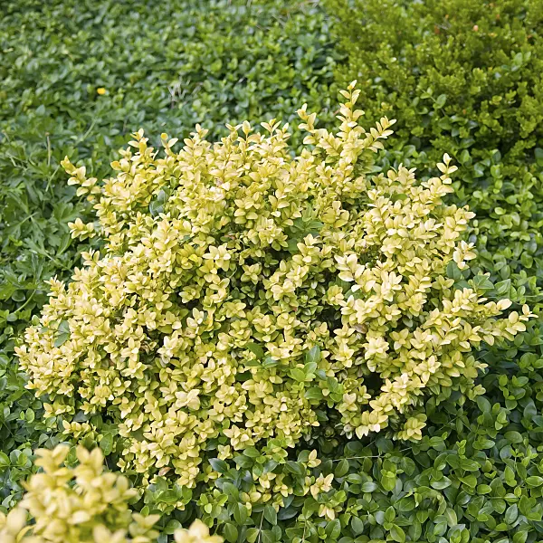 502124 - Common boxwood (Buxus sempervirens 'Latifolia Maculata')