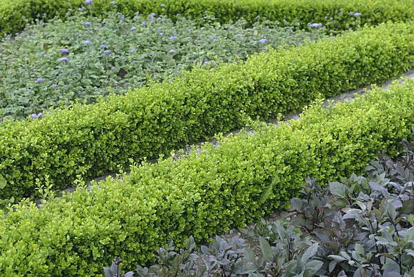 535265 - Common boxwood (Buxus sempervirens 'Suffruticosa')