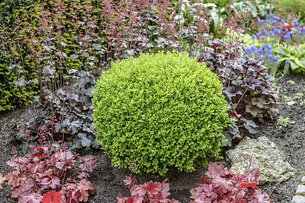 558039 - Common boxwood (Buxus sempervirens 'Suffruticosa')