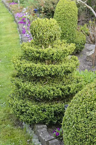 531087 - Common boxwood (Buxus sempervirens) with conical shape