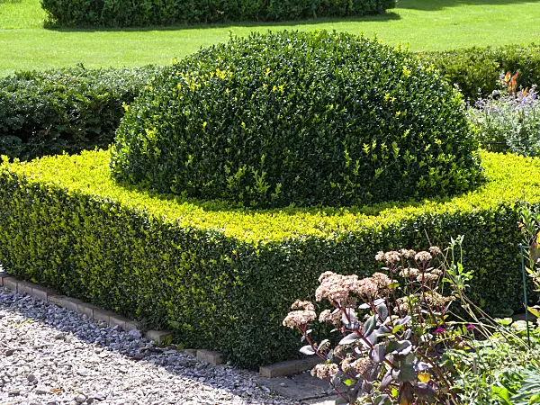 463109 - Common boxwood (Buxus sempervirens) with spherical shape