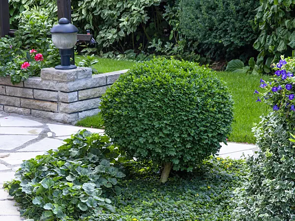 463143 - Common boxwood (Buxus sempervirens) with spherical shape