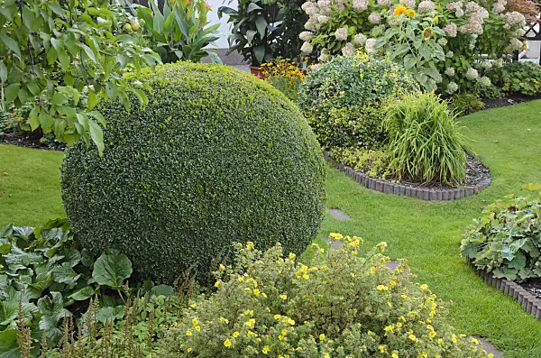 524083 - Common boxwood (Buxus sempervirens) with spherical shape