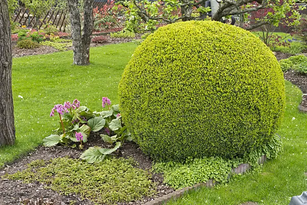 531221 - Common boxwood (Buxus sempervirens) with spherical shape