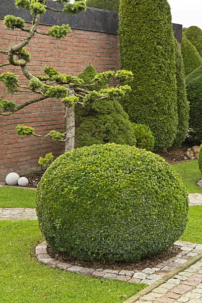 539009 - Common boxwood (Buxus sempervirens) with spherical shape
