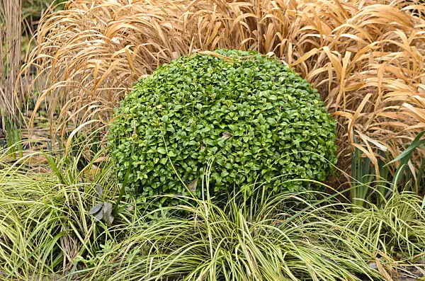 553100 - Common boxwood (Buxus sempervirens) with spherical shape
