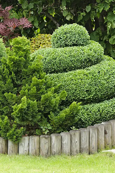 473187 - Common boxwood (Buxus sempervirens) with spiral shape