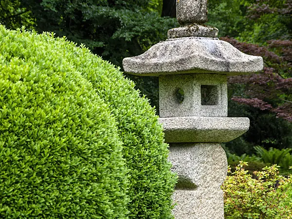 426145 - Common boxwood (Buxus sempervirens) with stone lantern