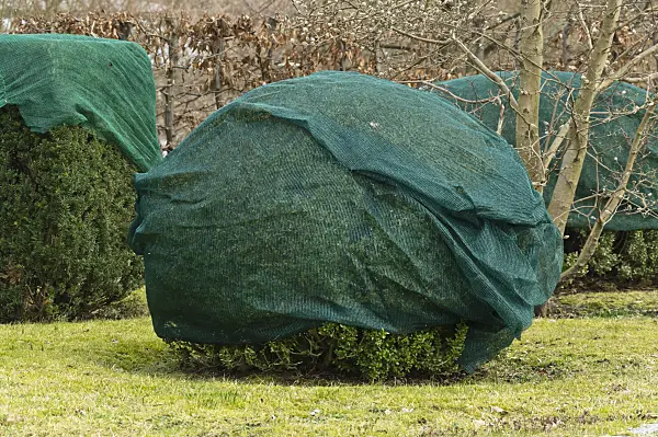 517022 - Common boxwood (Buxus sempervirens) with winter protection