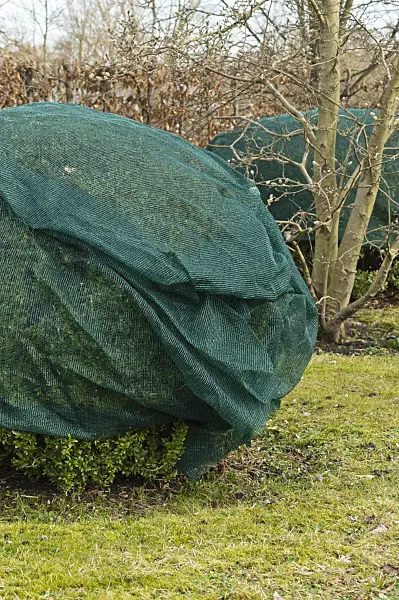 517023 - Common boxwood (Buxus sempervirens) with winter protection