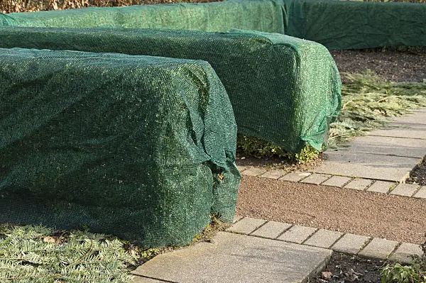 517025 - Common boxwood (Buxus sempervirens) with winter protection