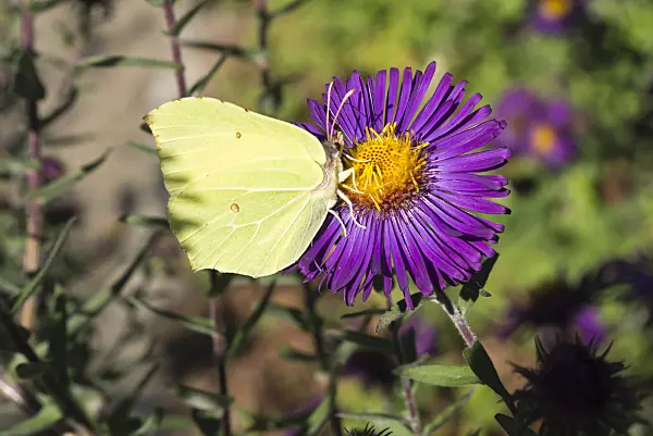 609028 - Common brimstone (Gonepteryx rhamni) and aster (Aster)